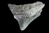 Juvenile Megalodon Tooth - Georgia #83669-1